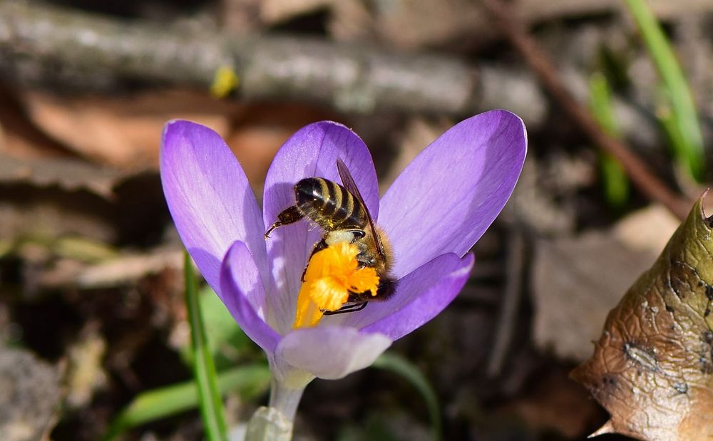 Der Frühling ist da