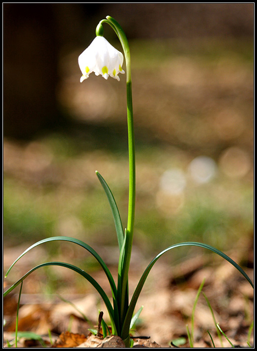 Der Frühling ist da!!