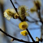 Der Frühling ist da!