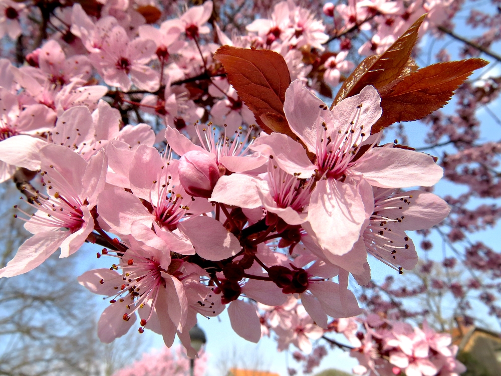 Der Frühling ist da