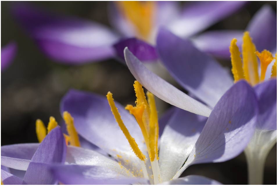 der Frühling ist da....