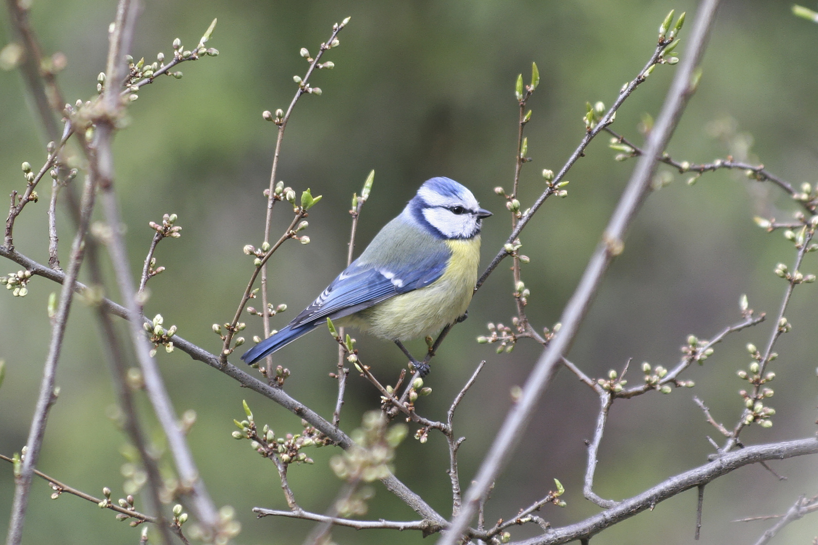 Der Frühling ist da