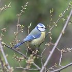 Der Frühling ist da