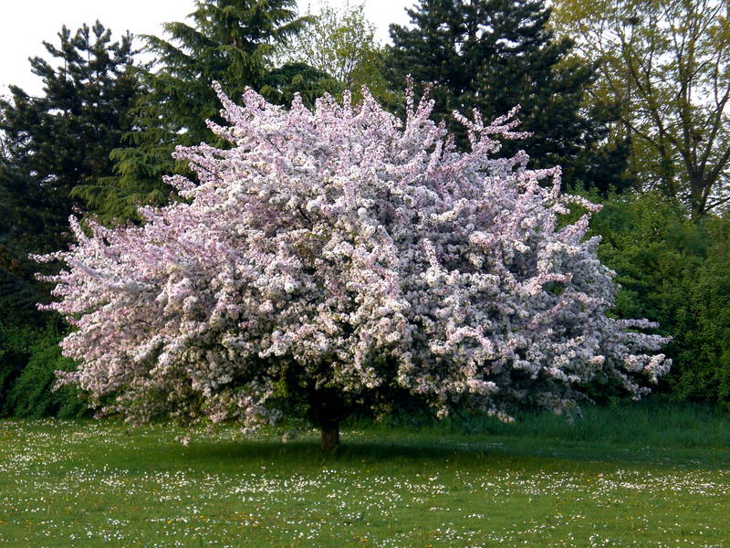 Der Frühling ist da