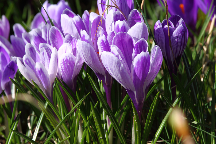 Der Frühling ist da!