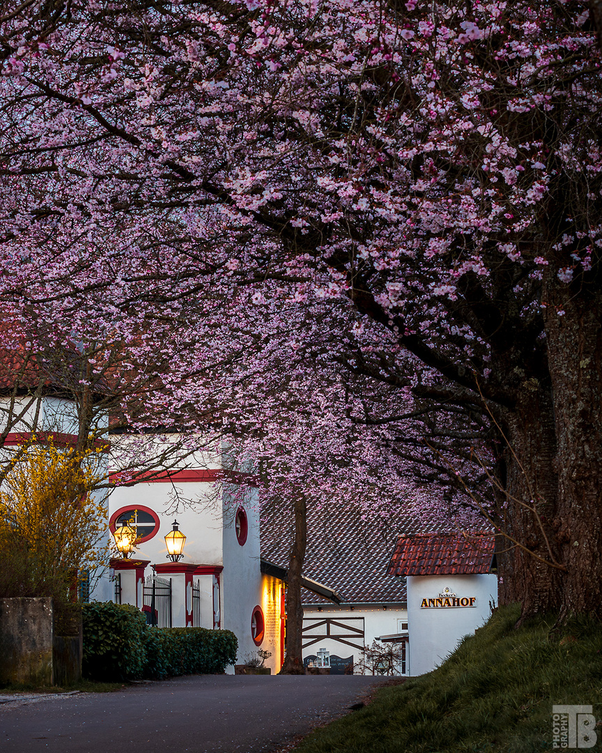 Der Frühling ist da…