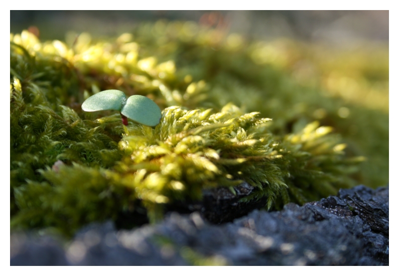 Der Frühling ist da....