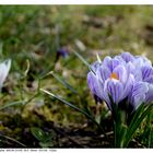 Der Frühling ist da