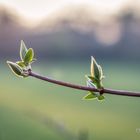 der Frühling ist da!