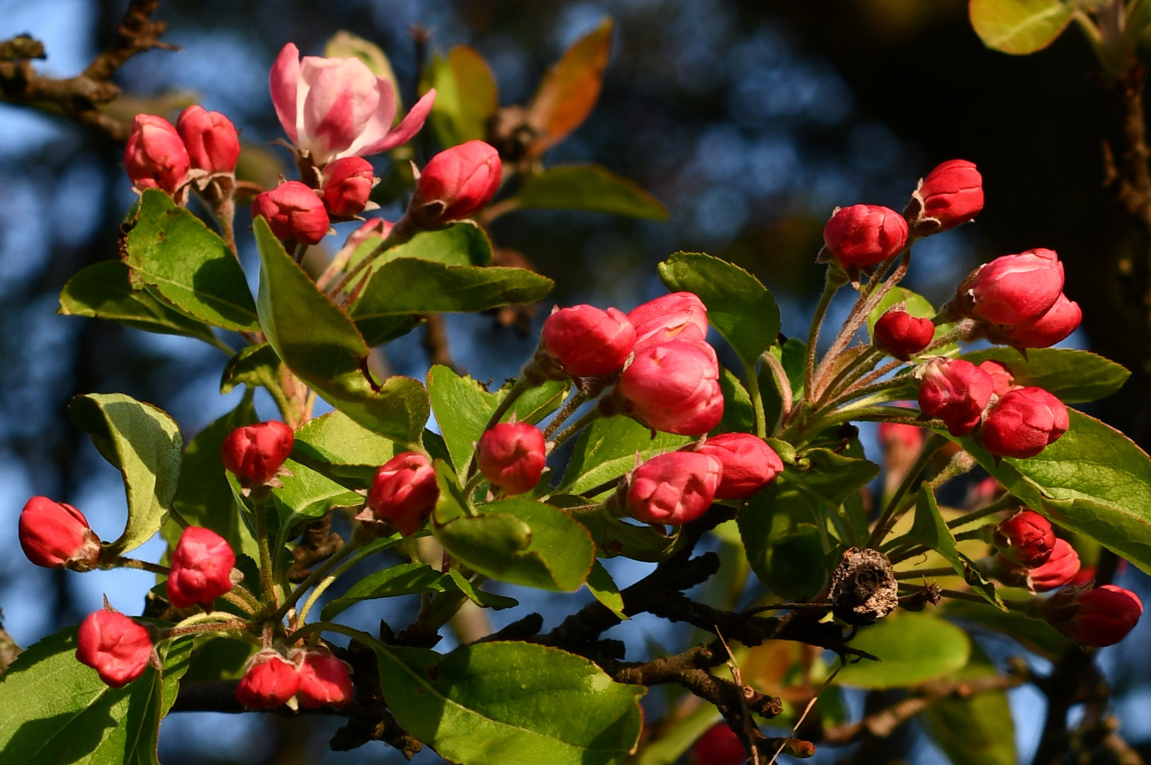 Der Frühling ist da.