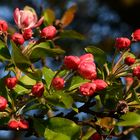 Der Frühling ist da.