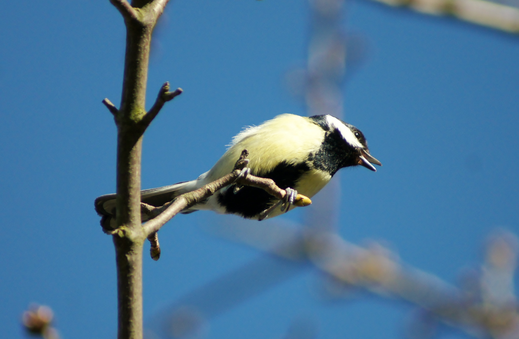 Der Frühling ist da!!!