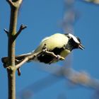 Der Frühling ist da!!!