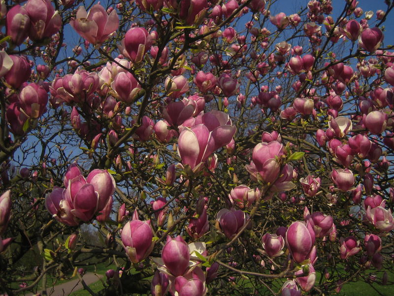 der Frühling ist da