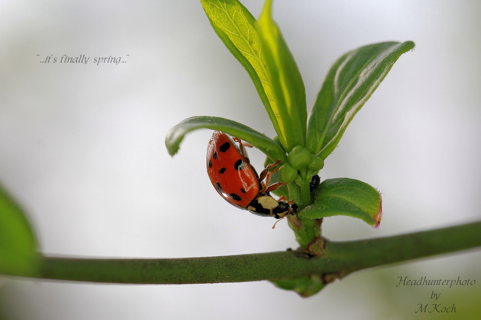 Der Frühling ist da