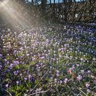 Der Frühling ist da 