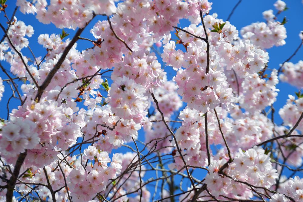 Der Frühling ist da :-)