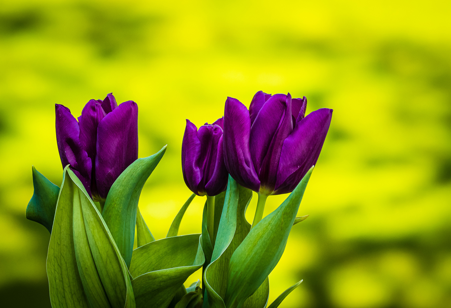 Der Frühling ist da!