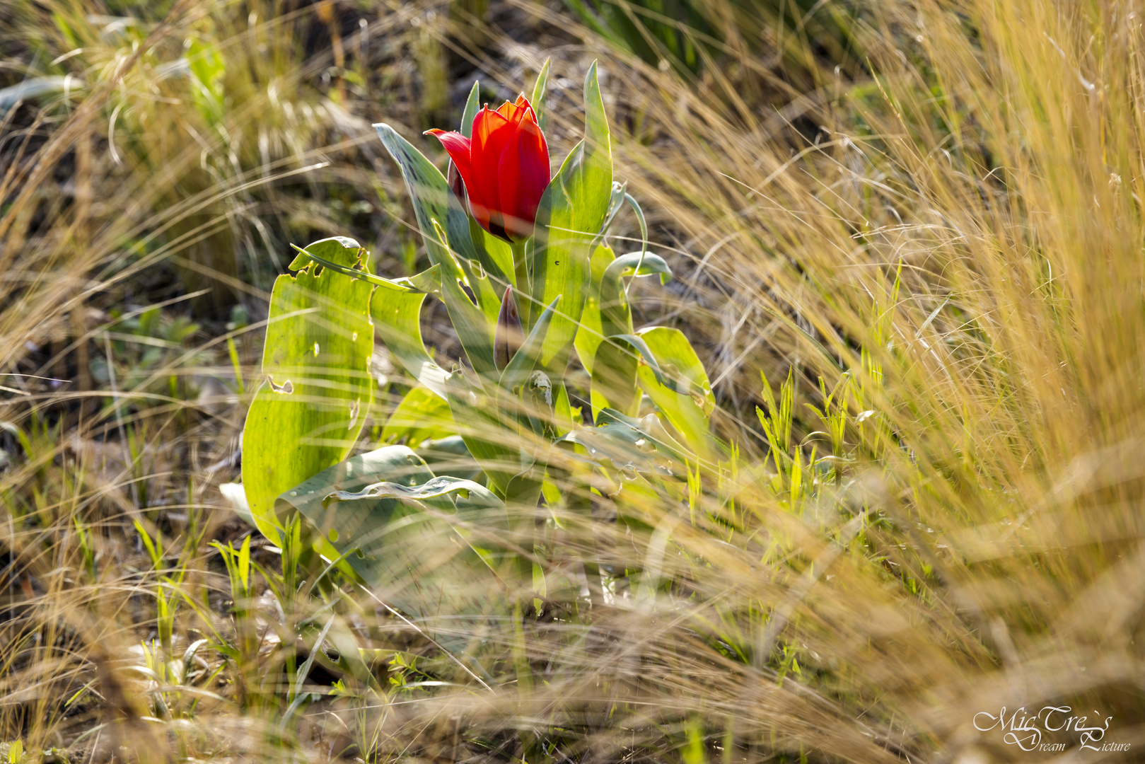 Der Frühling ist da...