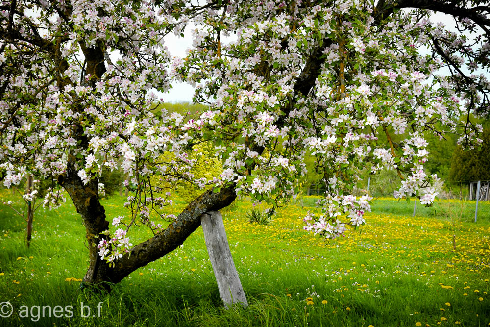 Der Frühling ist da!