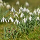 Der Frühling ist da