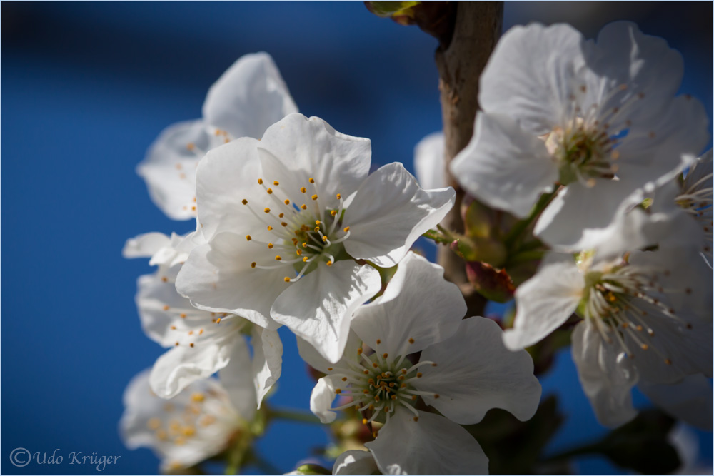 "Der Frühling ist da"