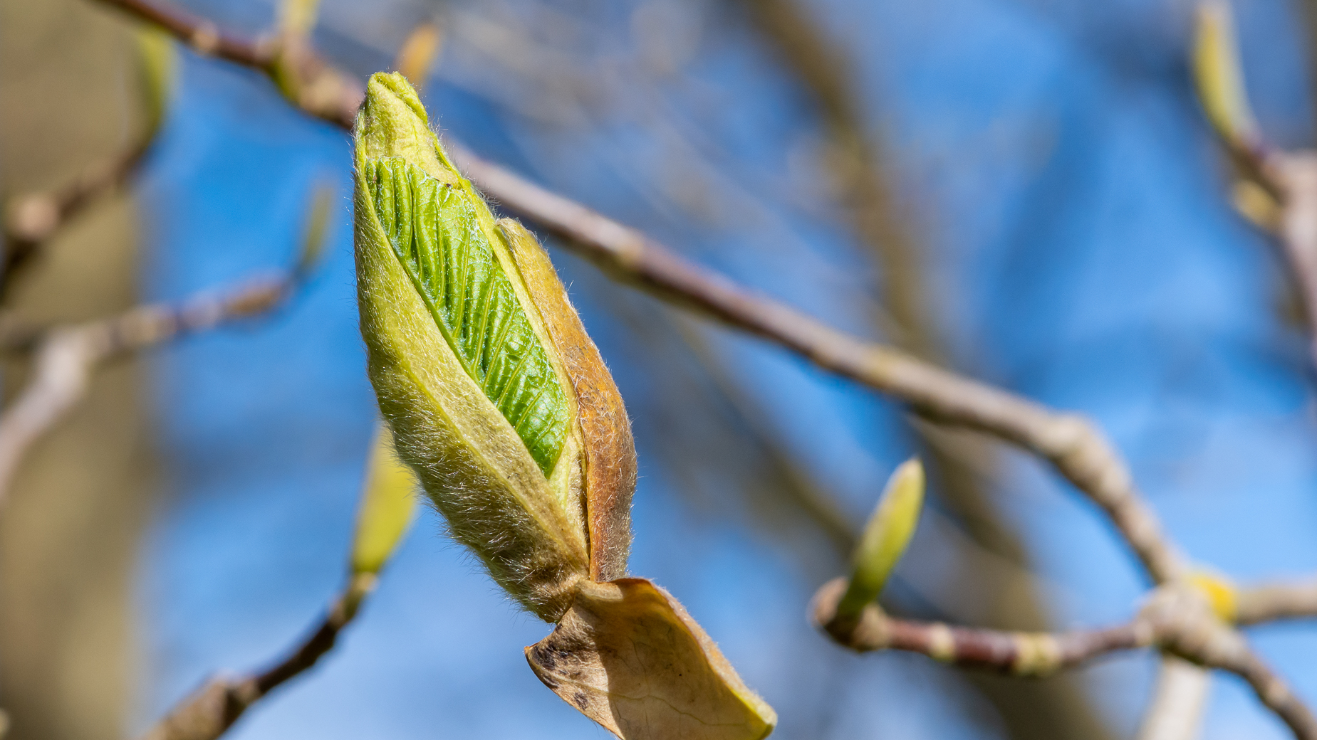 Der Frühling ist da