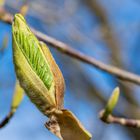 Der Frühling ist da