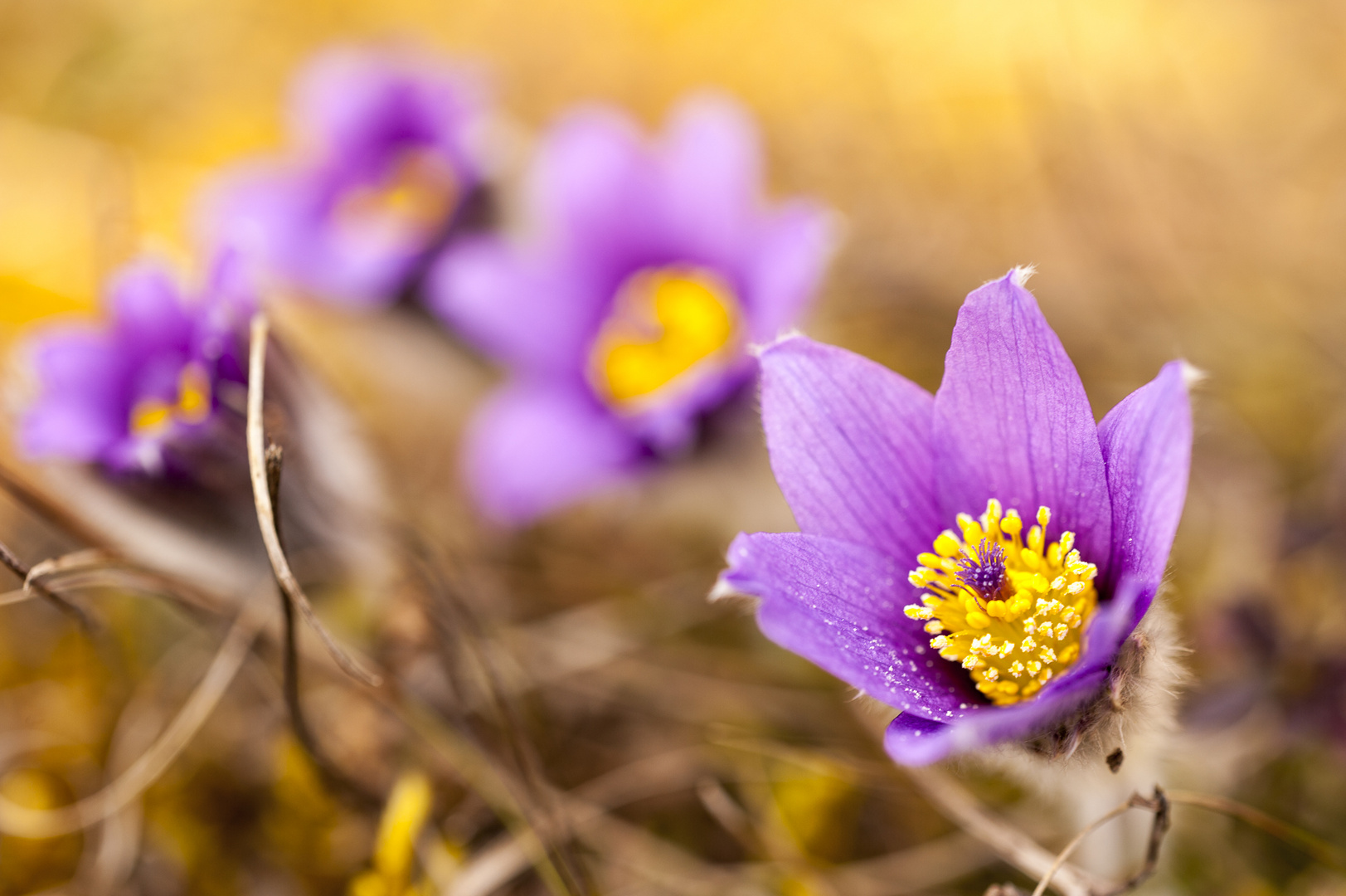 Der Frühling ist da!!