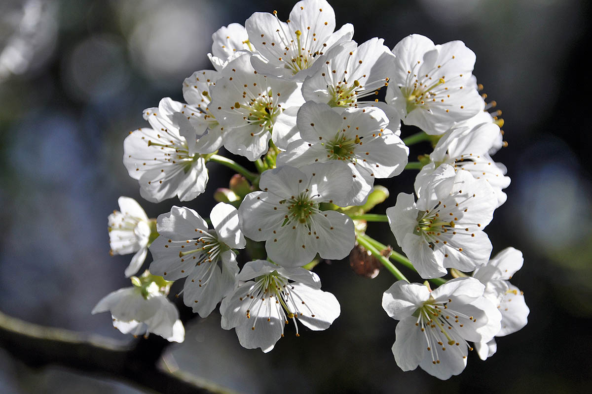 Der Frühling ist da.