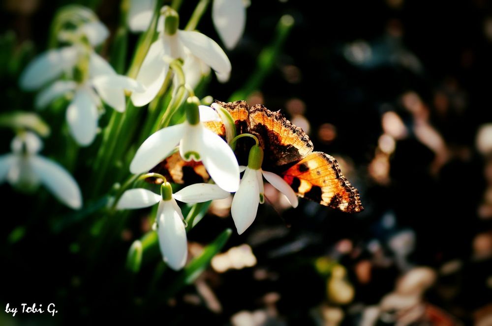 Der Frühling ist da!