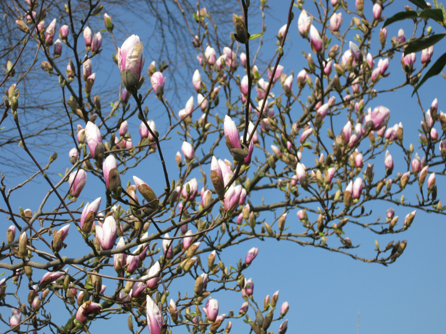 ...der Frühling ist da...