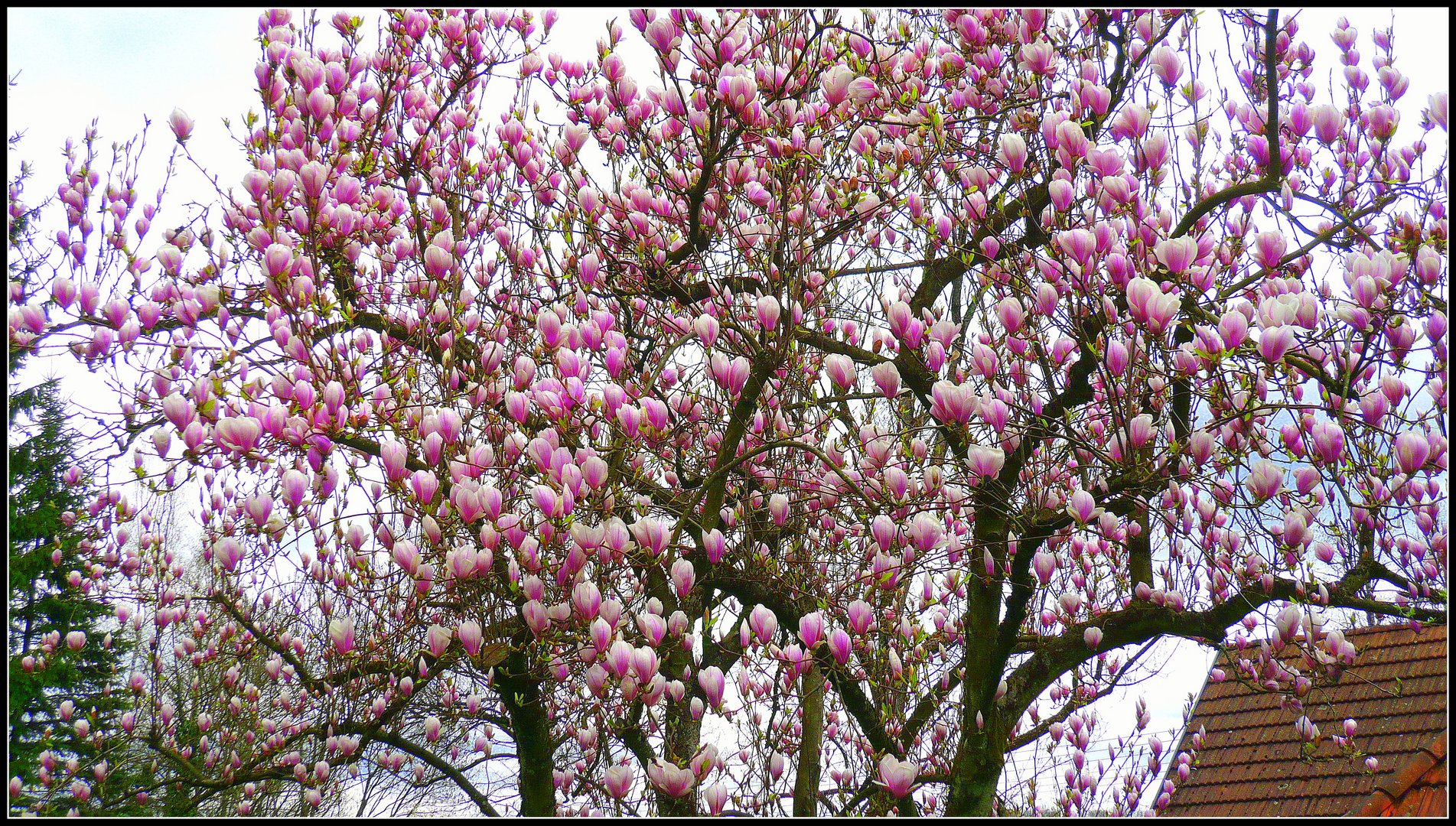 Der Frühling ist da