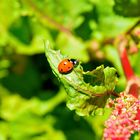 Der Frühling ist da