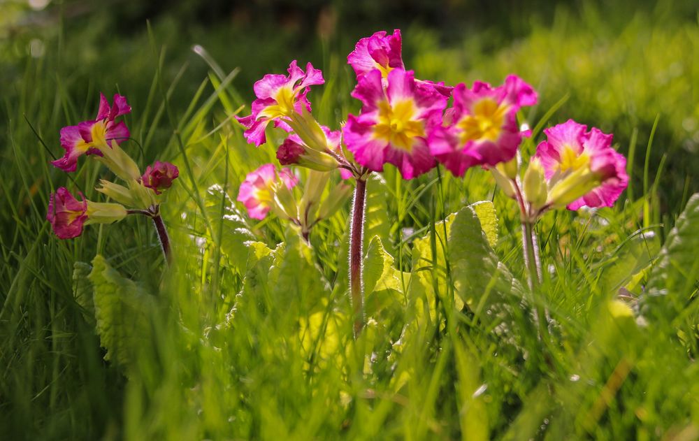 Der Frühling ist da.