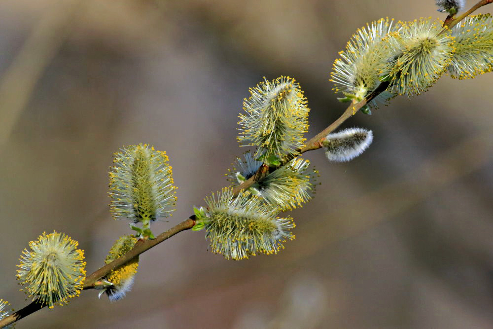 der Frühling ist da