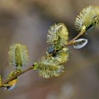 der Frühling ist da