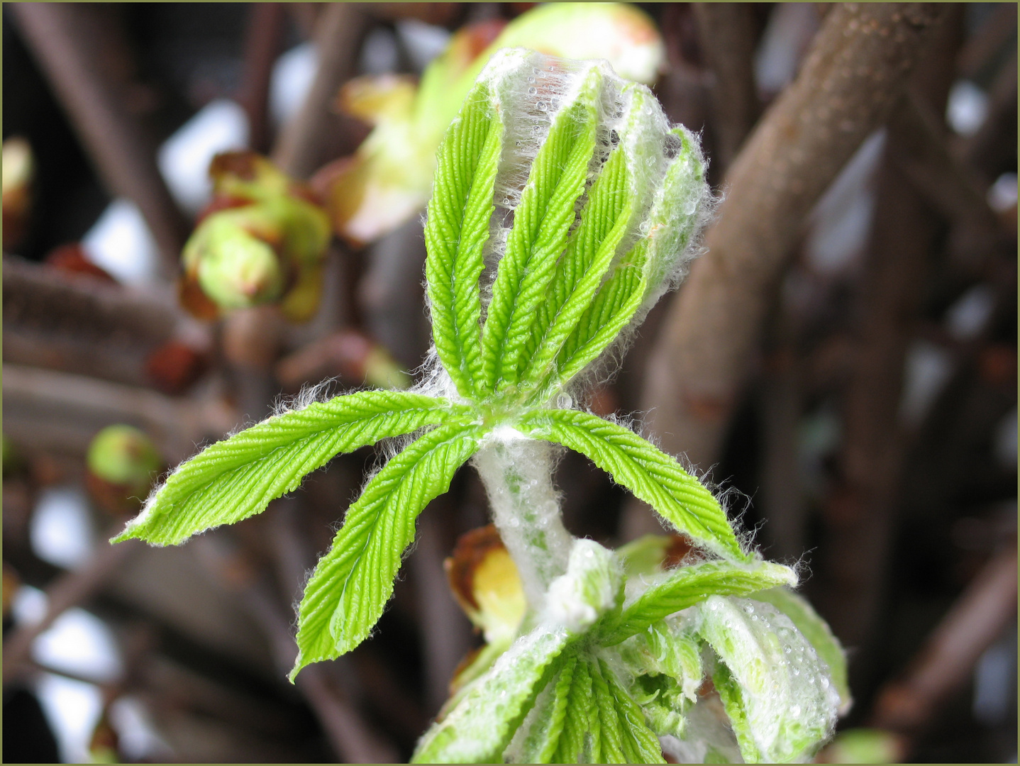 der Frühling ist da