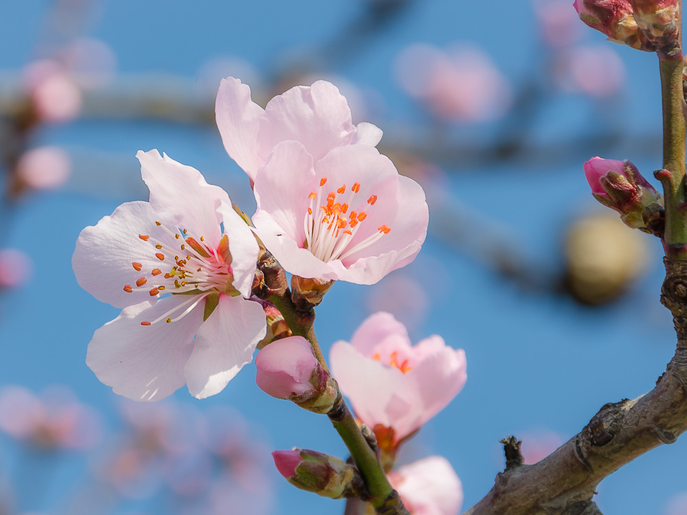 Der Frühling ist da