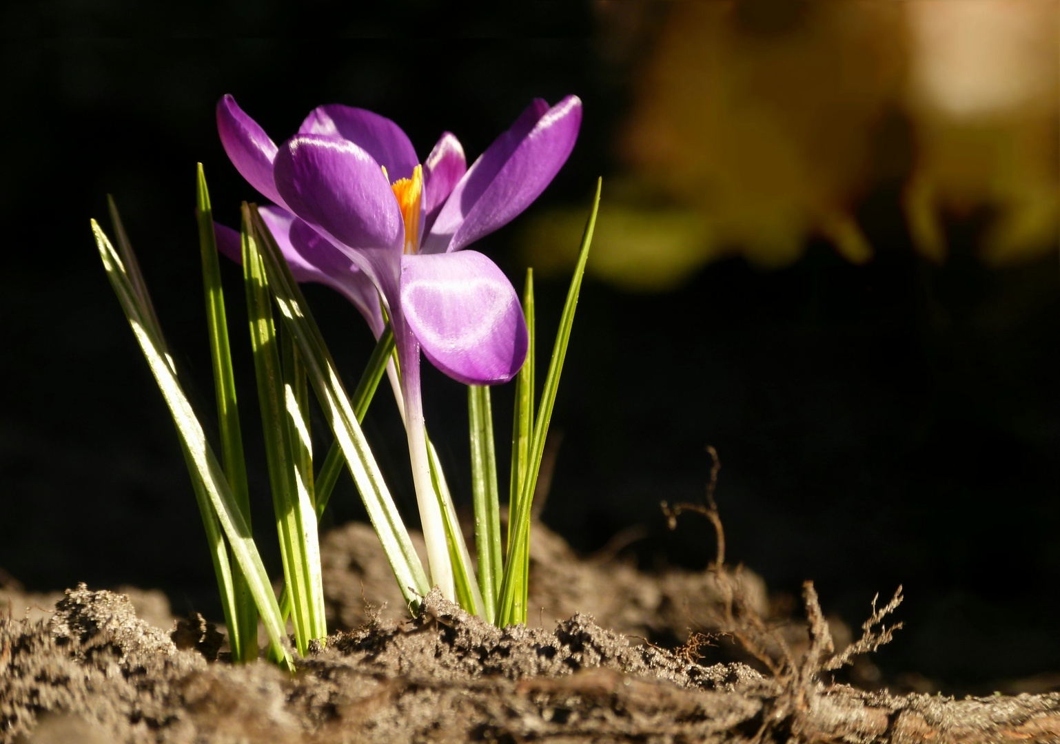 Der Frühling ist da!