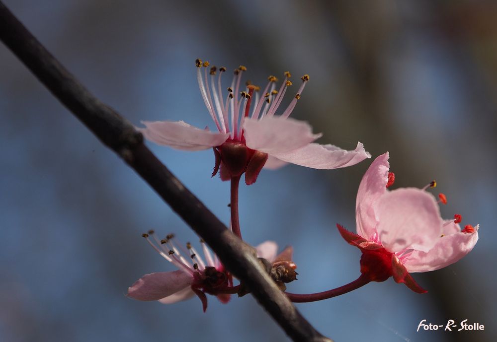 Der Frühling ist da ...