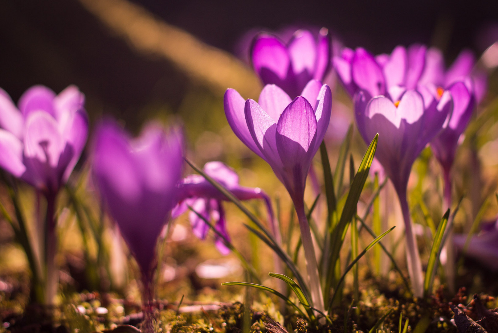 Der Frühling ist da