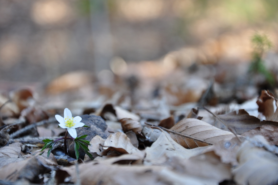 Der Frühling ist da...