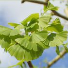 Der Frühling ist da :-)