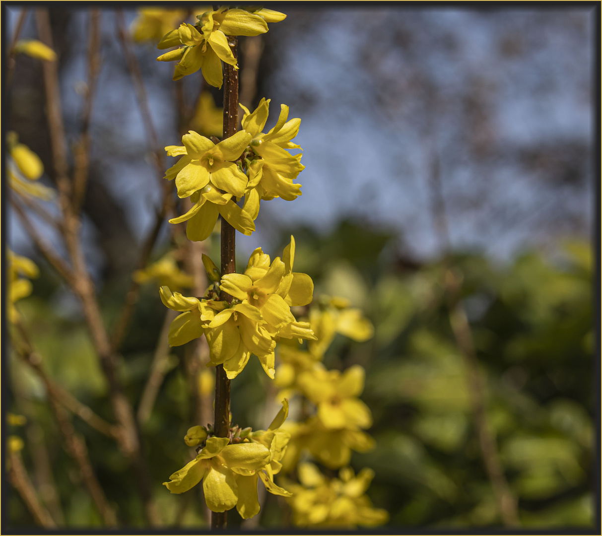 DER FRÜHLING IST DA