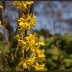 DER FRÜHLING IST DA