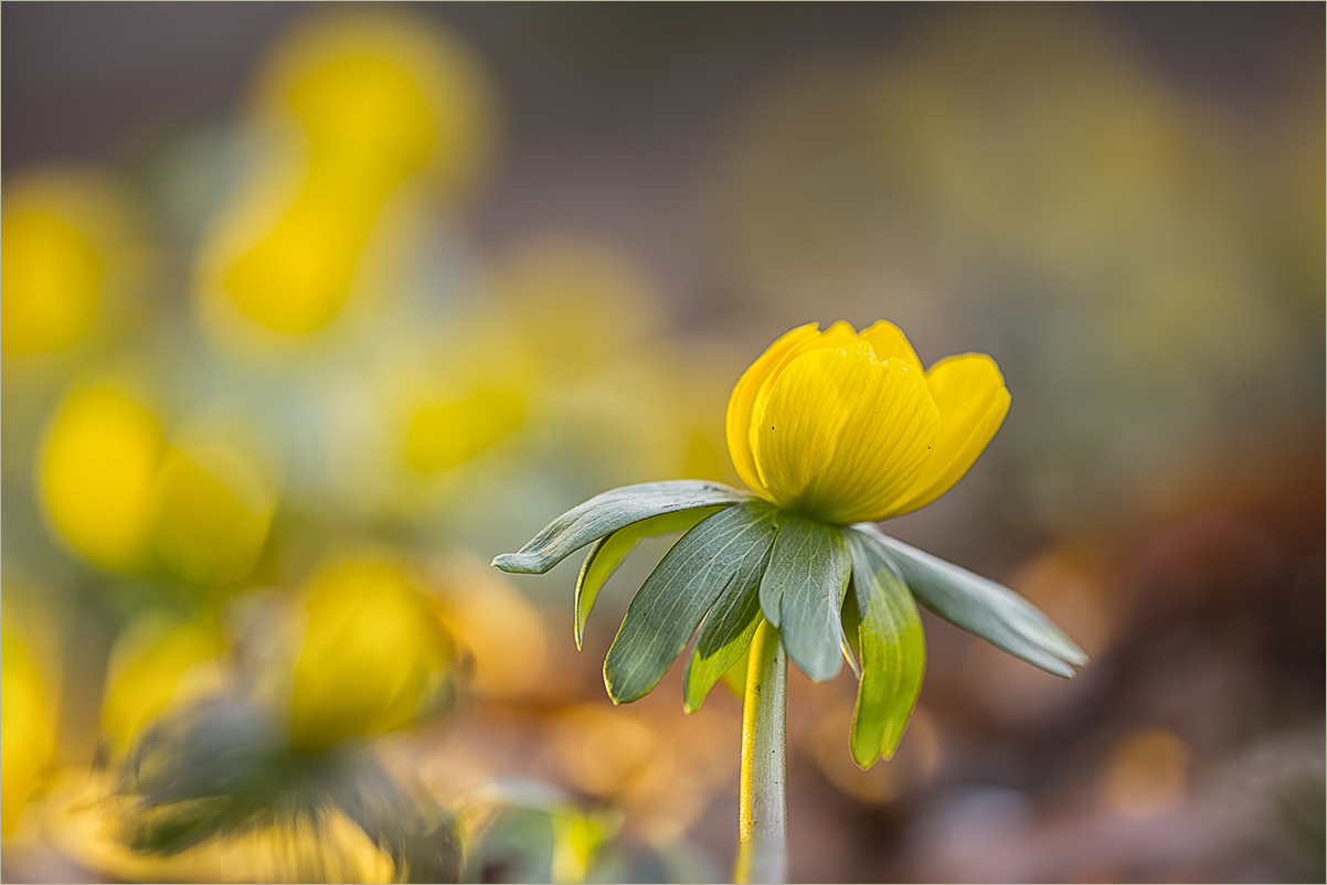 Der Frühling ist da!