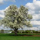 Der Frühling ist da!