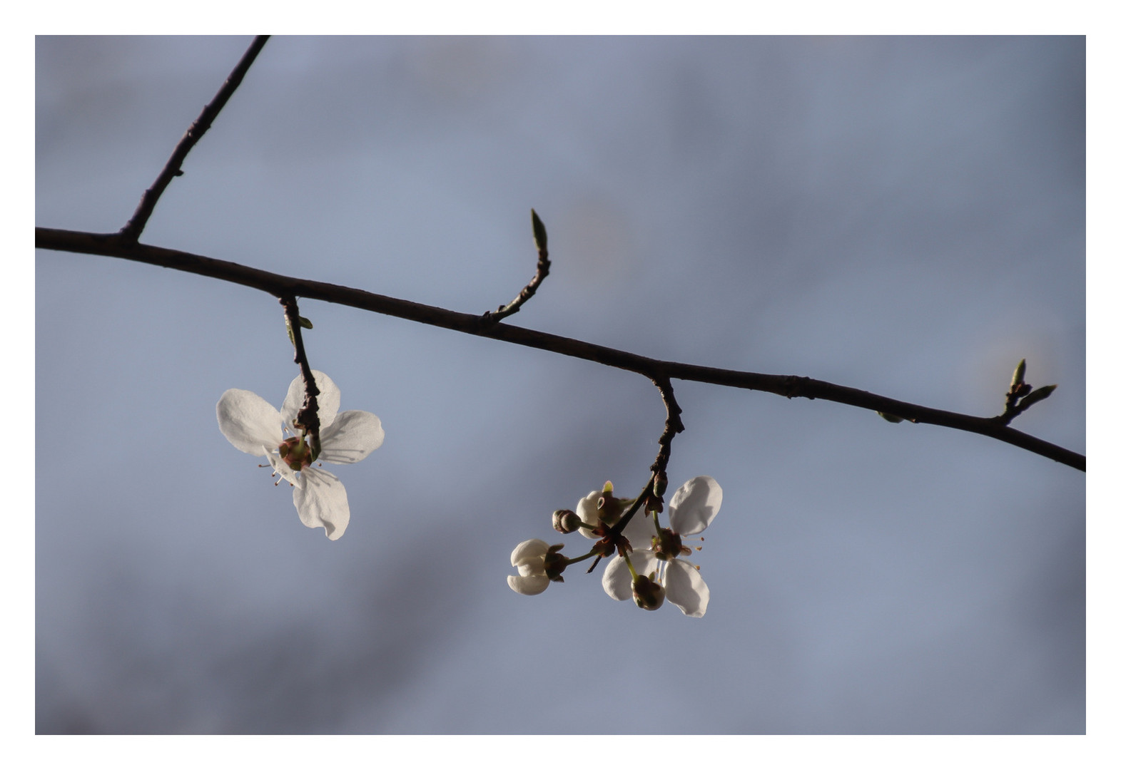 Der Frühling ist da