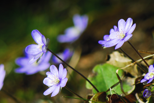 ... der Frühling ist da ...